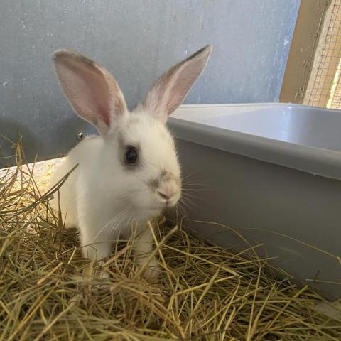 AdoptableBuns's tweet photo. Scarlett O&amp;#39;Hare-ah are friendly, baby #rabbits from #Freeport, FL. https://t.co/HKy4Dga0Dq https://t.co/66Po37Re9B