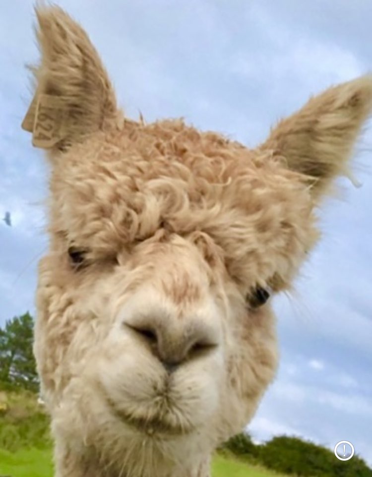 AlpacasCom's tweet photo. What better way to start 2023 than with an alpaca beach trek, boosting your well-being. Delighted to have been awarded Best Tourism Experience- thanks for the shout out and to all our fabulous guests! We do warn you that you will fall in love with our gorgeous boys! https://t.co/4qMLM86Rzo