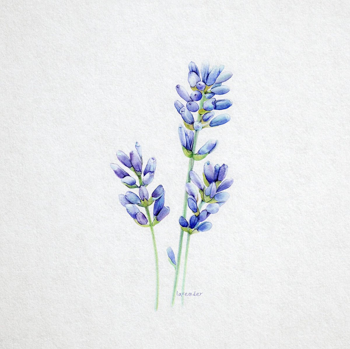 x8myMuMwU92jB5i's tweet photo. #blossom #flower #invitation #lavender #watercolor #wedding #card #decoration #design #drawing #floral_frame #greeting #hand_draw #handmade #herb #illustration #invitation_card https://t.co/s1DDo7Eabv #blue #valentinesday #purple https://t.co/y6HyeoyWP8