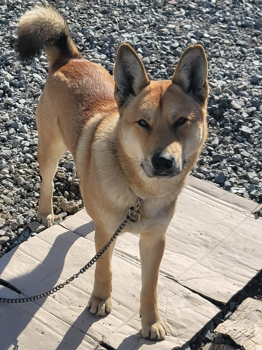 강풍아.?? 아빠소원하나들어주라~~
저양산마을에 개버린연늠들이 개을이용해 앵벌리하고자빠젔다하니~
가서잡아와라.~~세상에더러운 인간들이니 가라~//