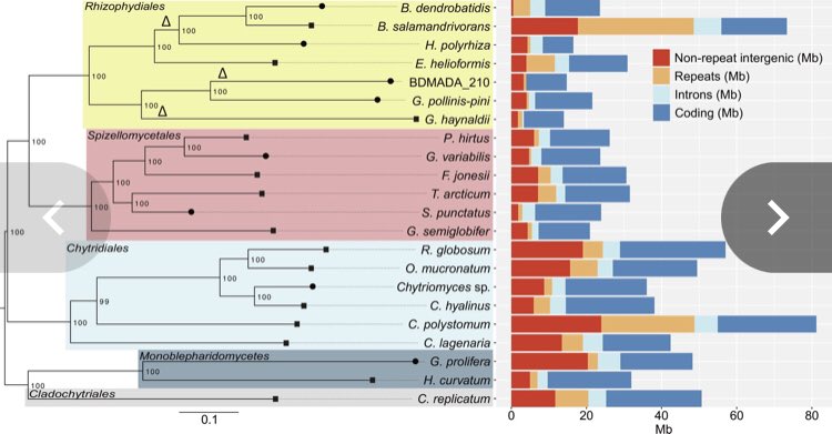 Our new paper is published in #pnas on the 2-speed genomes of #chytrid pathogens of amphibians (Bd and Bsal). Repetitive sequence inc. transposons appears to be shaping their genomes and driving their pathogenicity pnas.org/doi/10.1073/pn… @theresa_wacker