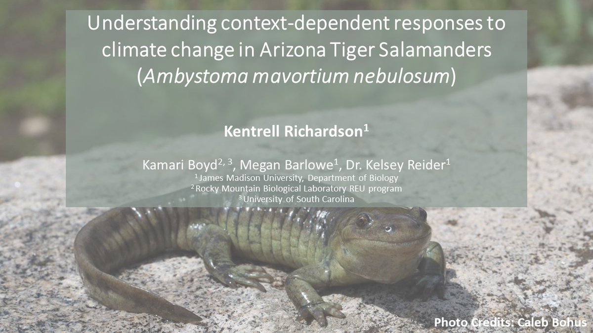 proranas's tweet image. Kentrell Richardson will be giving the lab's inaugural @SICB_ talk on Wednesday at 11:30am in room 301-302. Come learn about the thermal environment of subalpine polyphenic tiger salamanders! #SICB2023