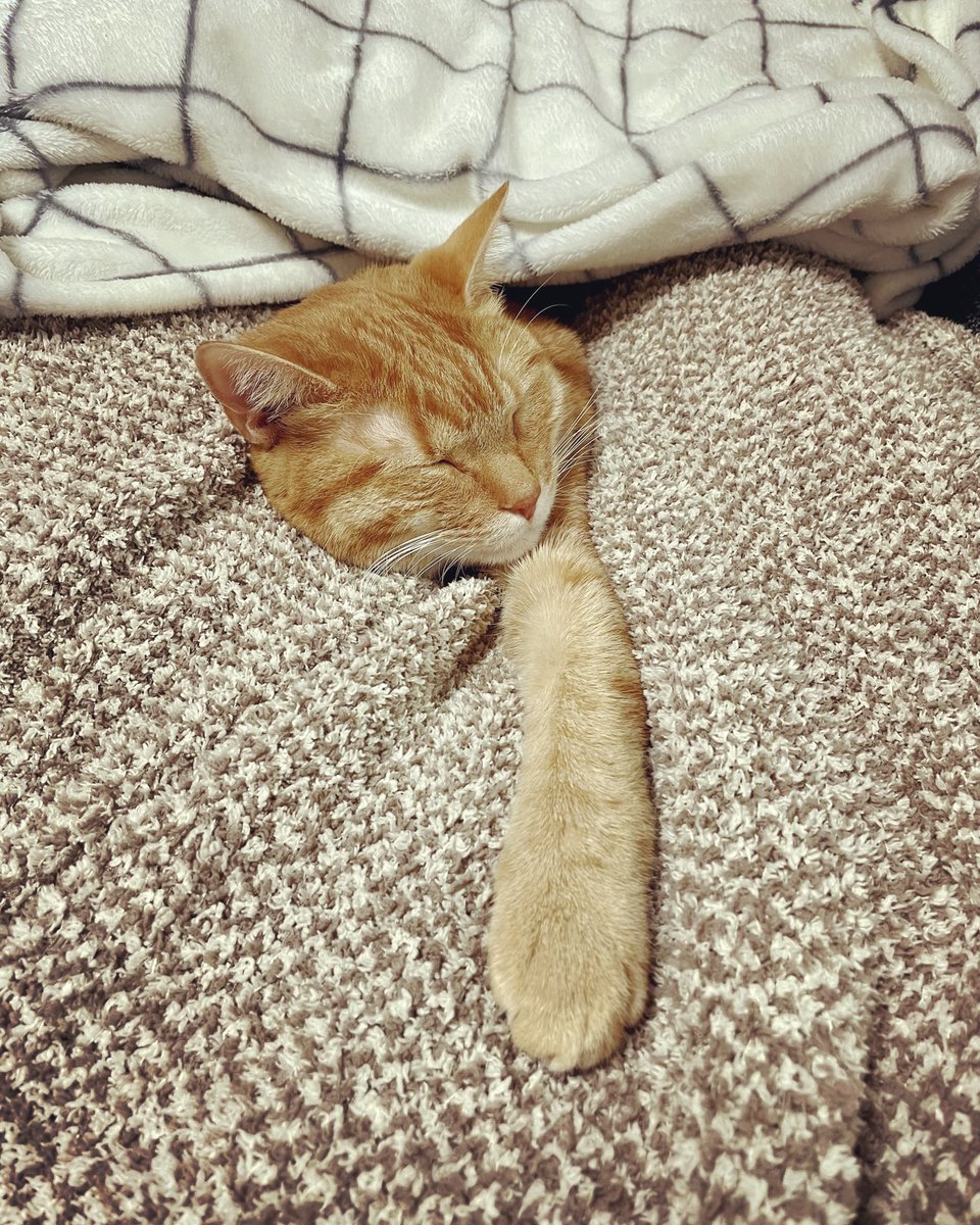 ChitaroL's tweet photo. Day.1208
野垂れ猫🤣

#猫好きさんと繋がりたい #猫 #マンチカン #茶トラ #cats #CatsOfTwitter #ginger #足長 #野垂れ猫 https://t.co/0fqwENct5N