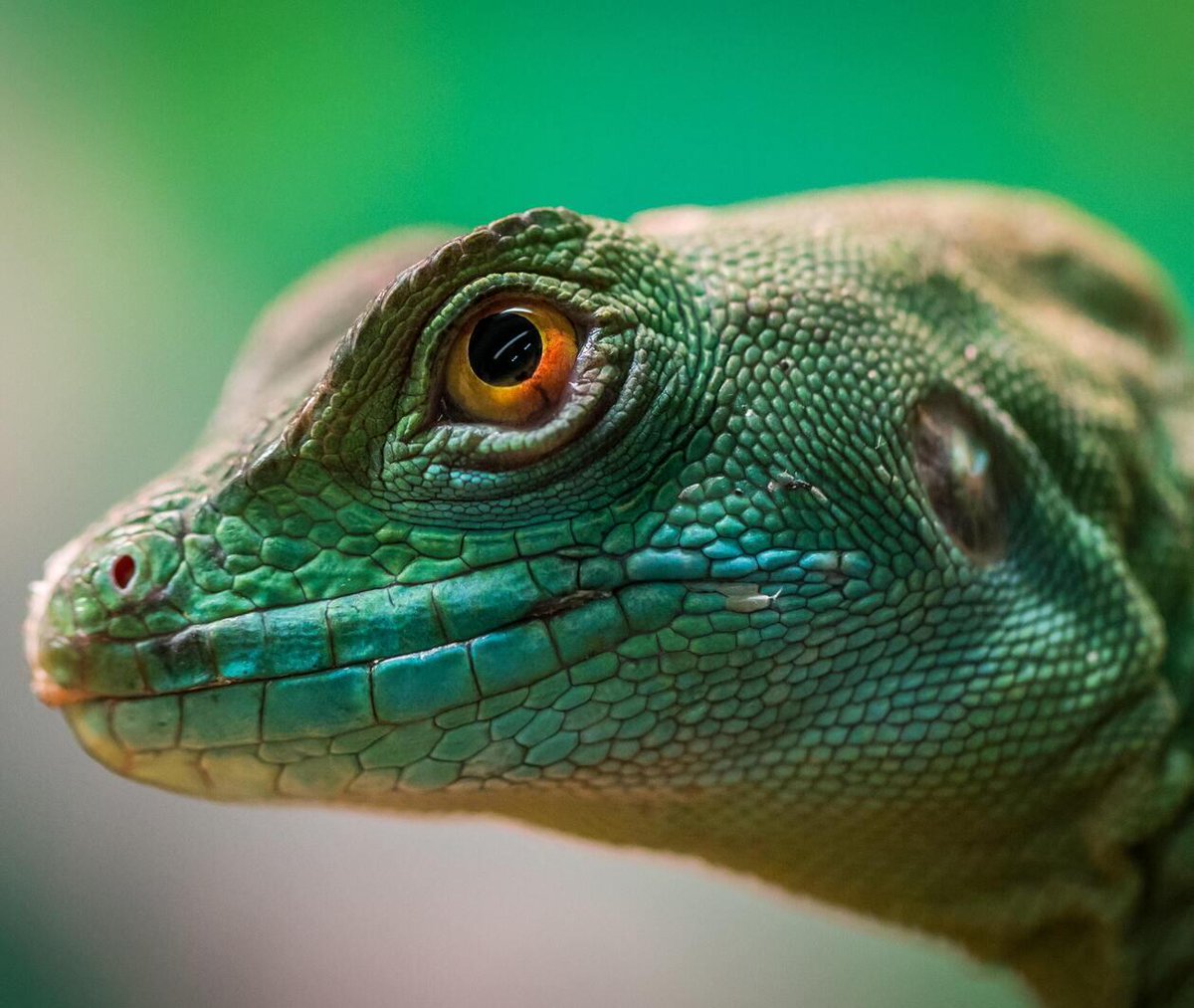 cclemente4's tweet image. Interested in terrestrial animal ecology but not sure where to start? Our new &apos;Life on land&apos; short course is available for see on #futurelearn. futurelearn.com/courses/life-o…
4hrs a week for 4 wks, to see all the research happening right now in #animalecology @ResearchUSC_AU