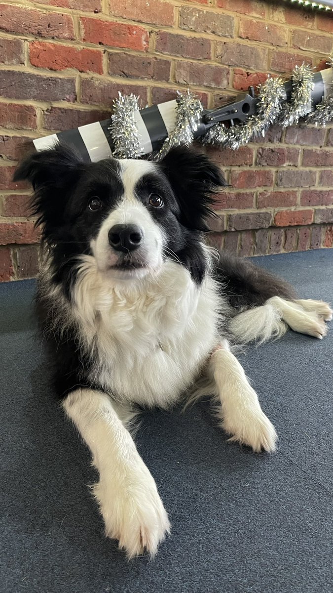 FlyingPigHelis's tweet photo. First day of 2023 in the flying school and we were joined by this handsome chap - Happy New Year from Fly and your flying family we look forward to seeing you all soon!
#HappyNewYear #flyingfamily #dog #bordercollie #learntofly #helicopters https://t.co/EHfSAV4tg0