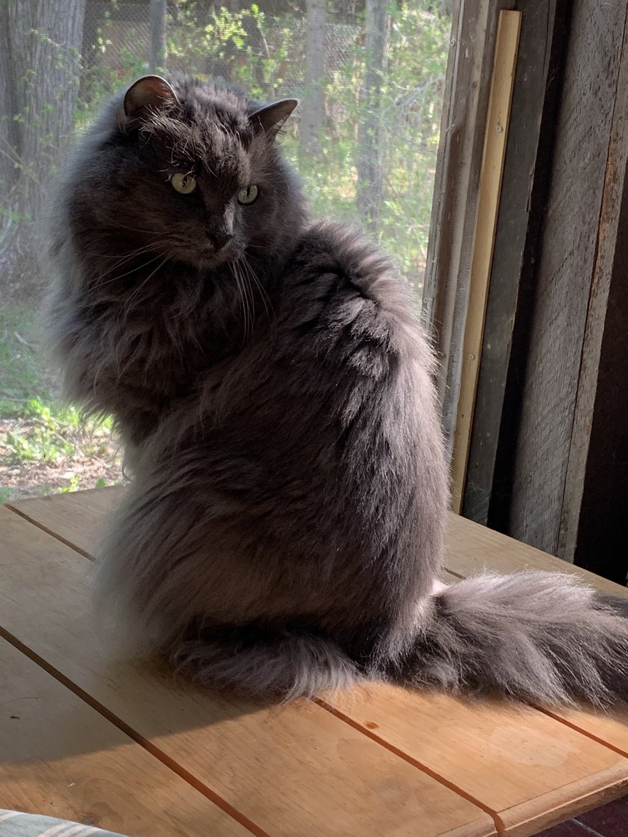 AkabeeBarbie's tweet photo. We wish our purrfect purr furiends a Meow New Year, to show luv, kindness, be happy and be humble , our wish to everpurddy for 2023 ❤️🐾❤️🐾❤️🐾❤️🐾❤️🐾❤️we luv YOU 
#meownewyear 
#kindness 
#behumble 
#furiendseverypurdy https://t.co/13cHvV0sKw