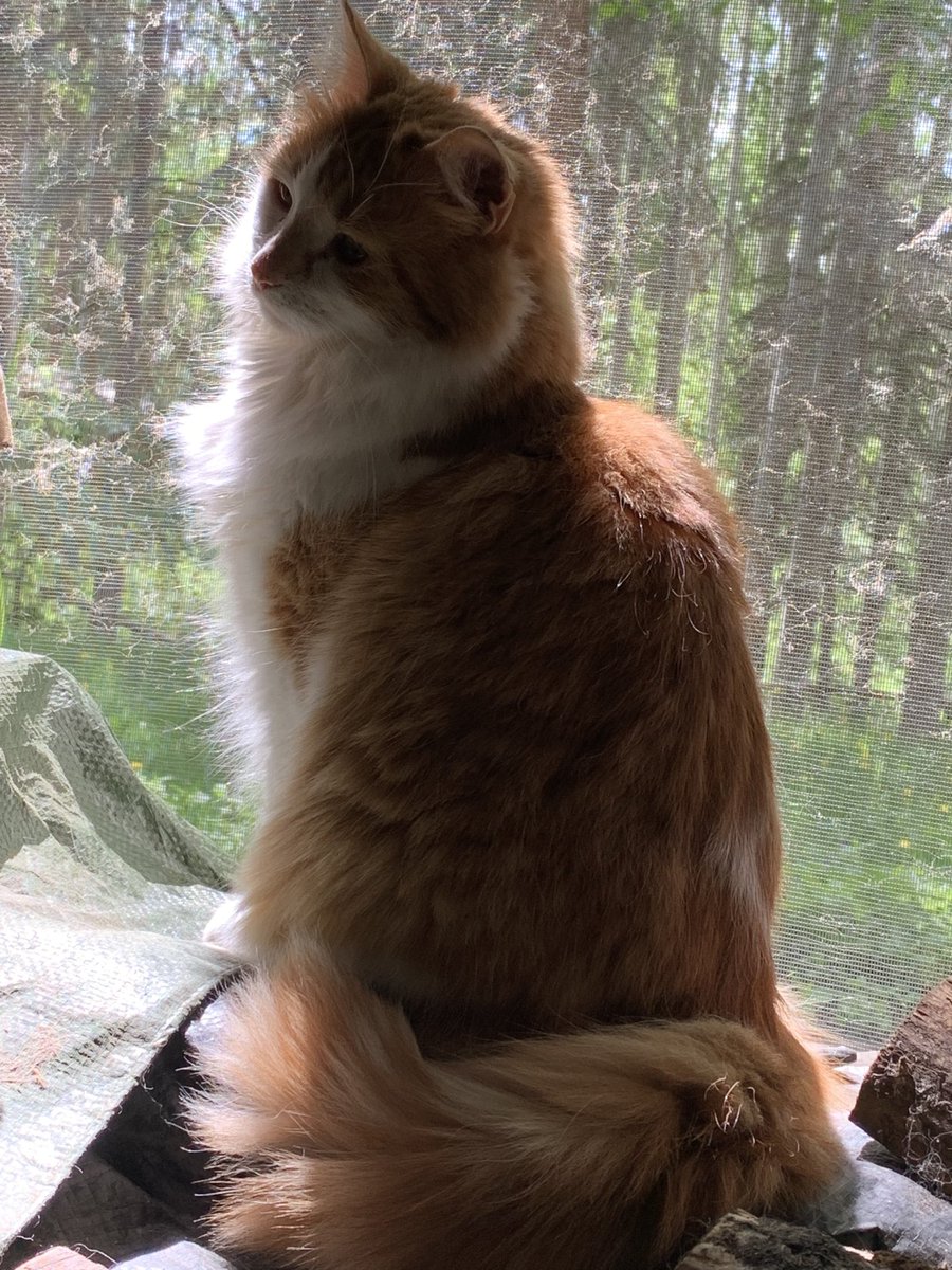 AkabeeBarbie's tweet photo. We wish our purrfect purr furiends a Meow New Year, to show luv, kindness, be happy and be humble , our wish to everpurddy for 2023 ❤️🐾❤️🐾❤️🐾❤️🐾❤️🐾❤️we luv YOU 
#meownewyear 
#kindness 
#behumble 
#furiendseverypurdy https://t.co/13cHvV0sKw