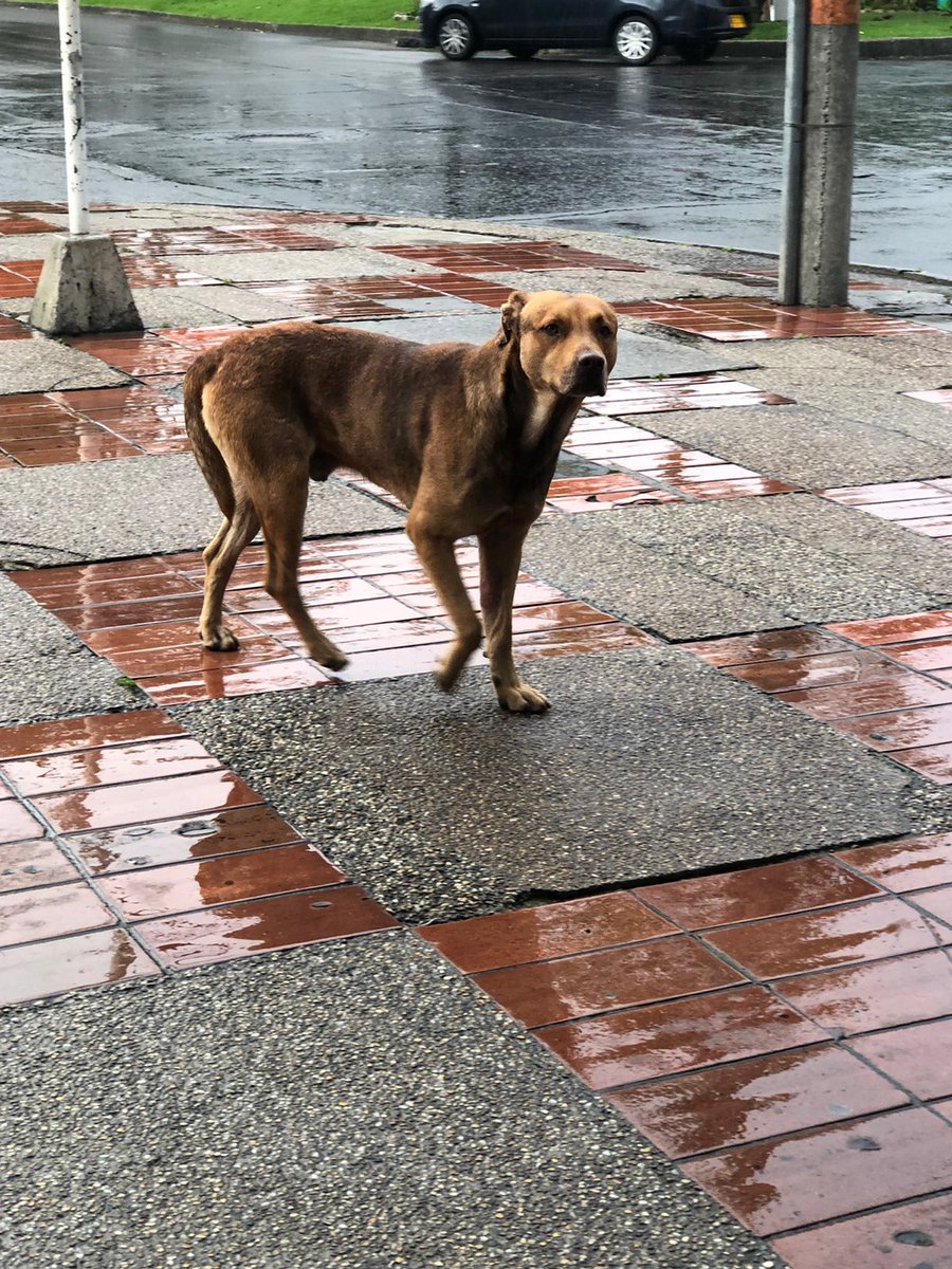 laurarubiogu's tweet photo. Me reportan Perrito visto en floresta, parece perdido. No lo han podido coger pero difundamos a ver si lo están buscando https://t.co/bBKxgqjZx0