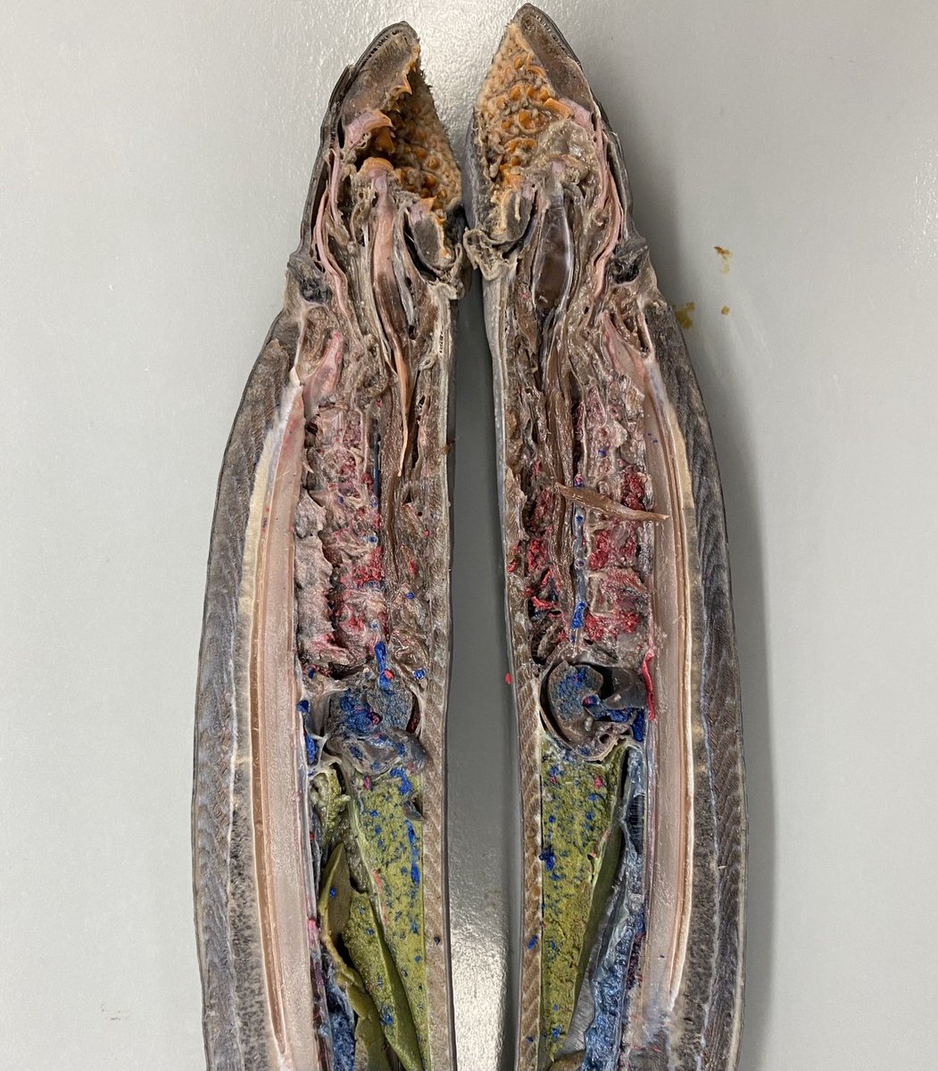 mwestneat's tweet photo. Beautiful bilateral symmetry! The lamprey, Petromyzon marinus, nearly perfect student mid-saggital section. #CompAnat https://t.co/dJ0TjEPhkU