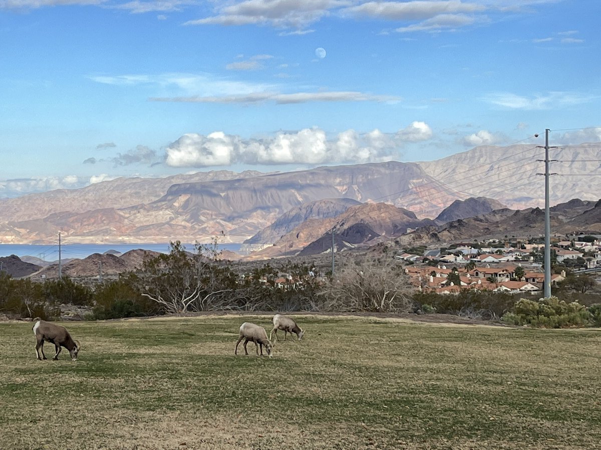 DanPattersonUSA's tweet photo. Desert bighorn graze on a clash of habitats, Boulder City NV. #wildlife #energy #urbansprawl #climate #LakeMead #Nevada #watchablewildlife https://t.co/GopywvjI3I