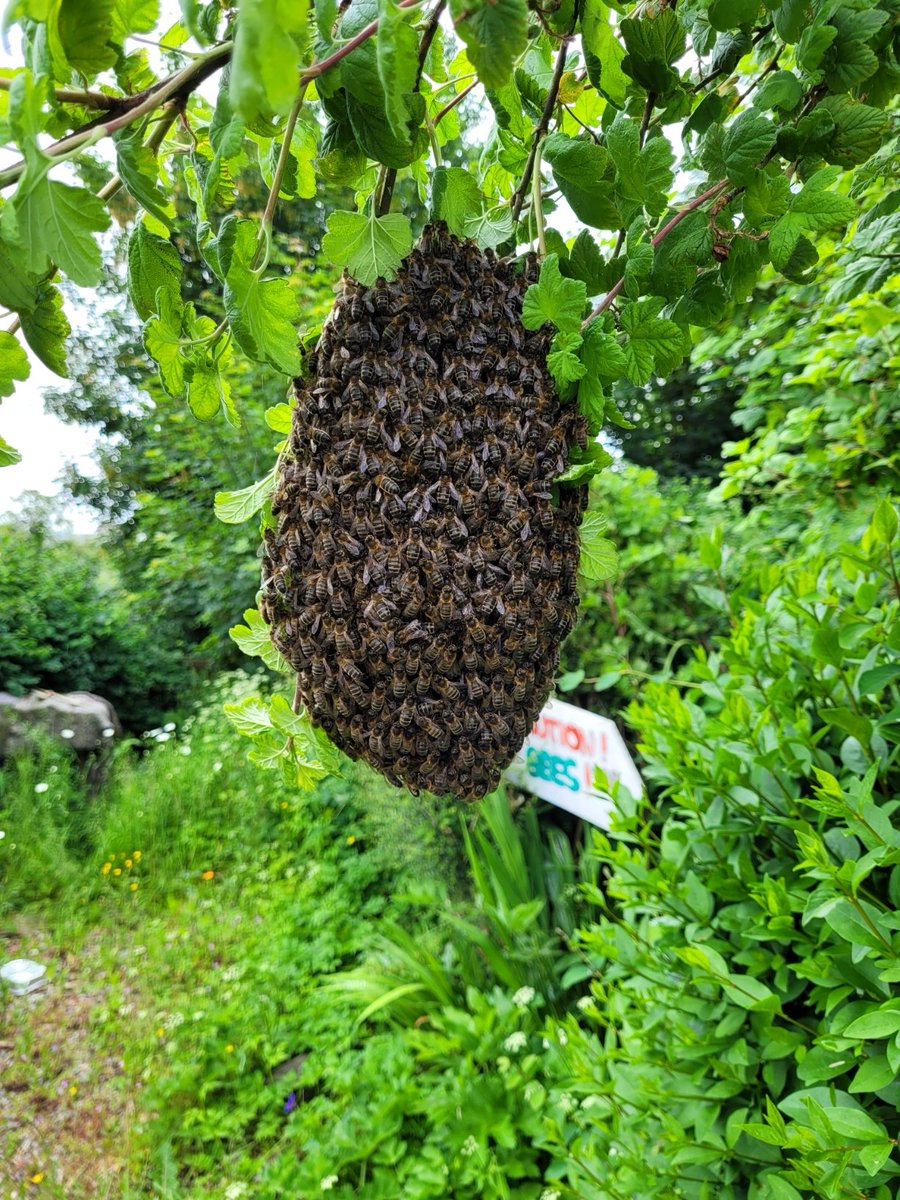 Donagh Bees tweet media