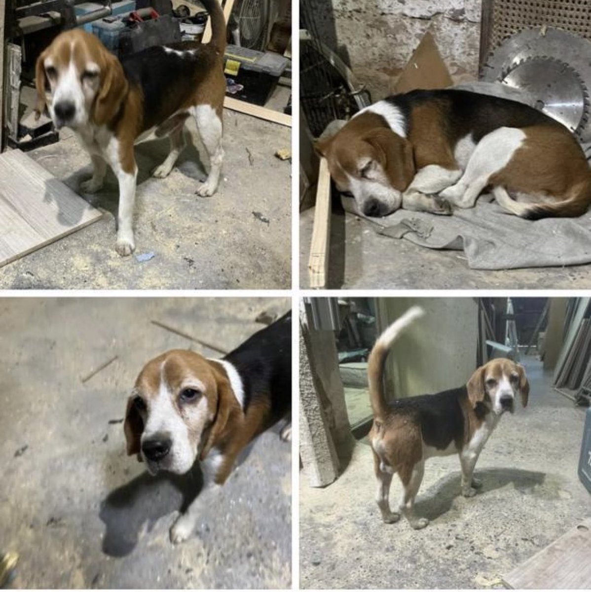 DelaunoyEduardo's tweet photo. Este socio, Beagle fue encontrado ayer en Chillan! Es mayor, dicen que probablemente fue robado en un portonazo en Stgo. se llevaron un Mercedes y el perrito, dicen q’auto apareció en Concepción. Si alguien lo reconoce o conoce a sus dueños, q me contacten. https://t.co/YAt9GO5GW0
