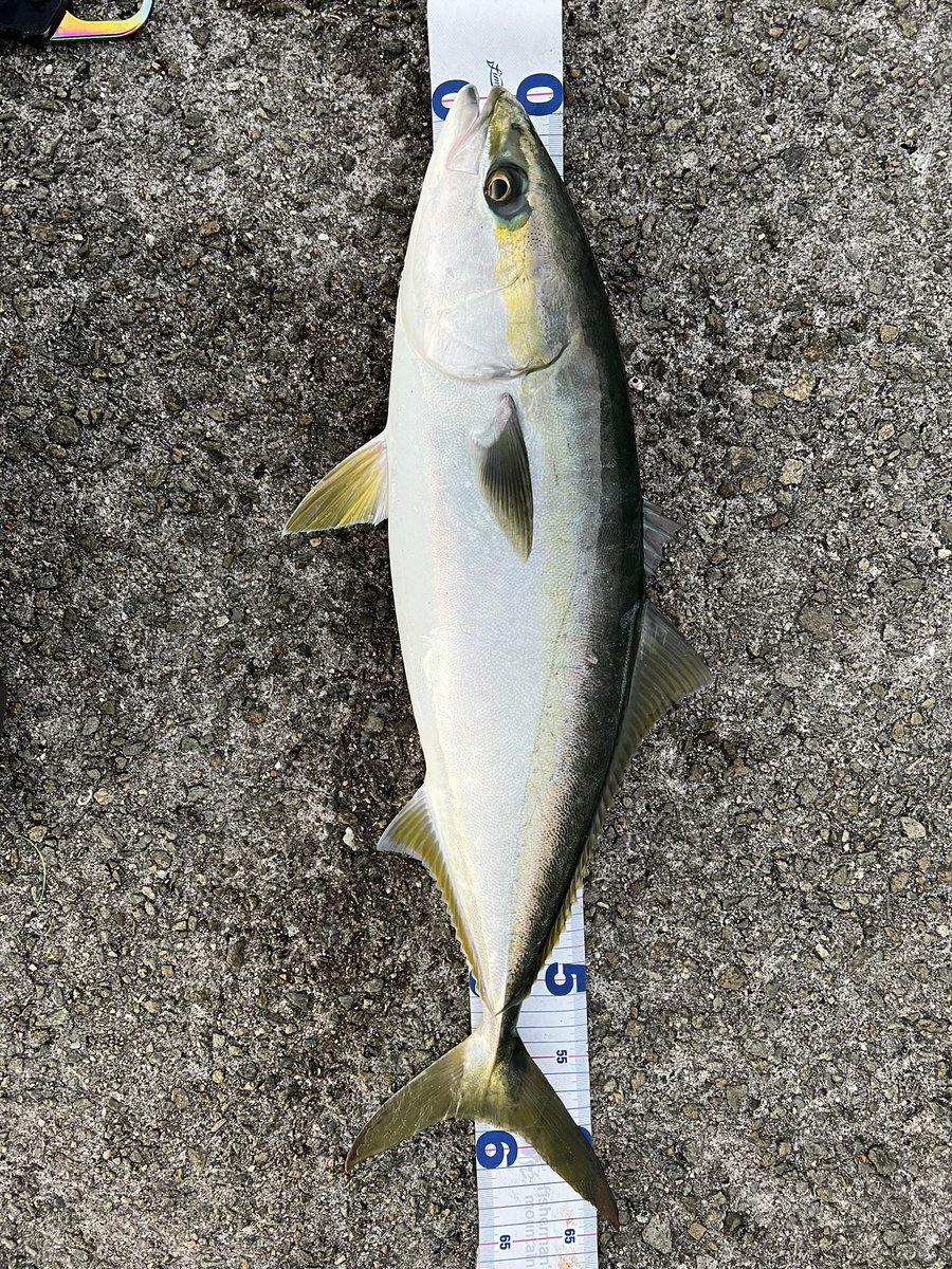 XM1xr's tweet photo. 今年度初フィッシュ！
ここ数日、なかなか釣れずに苦戦していましたが、やっとヒット！65cmのメジロが釣れました！良い開幕フッシュになりました‼︎ https://t.co/8ttHYX7cbx