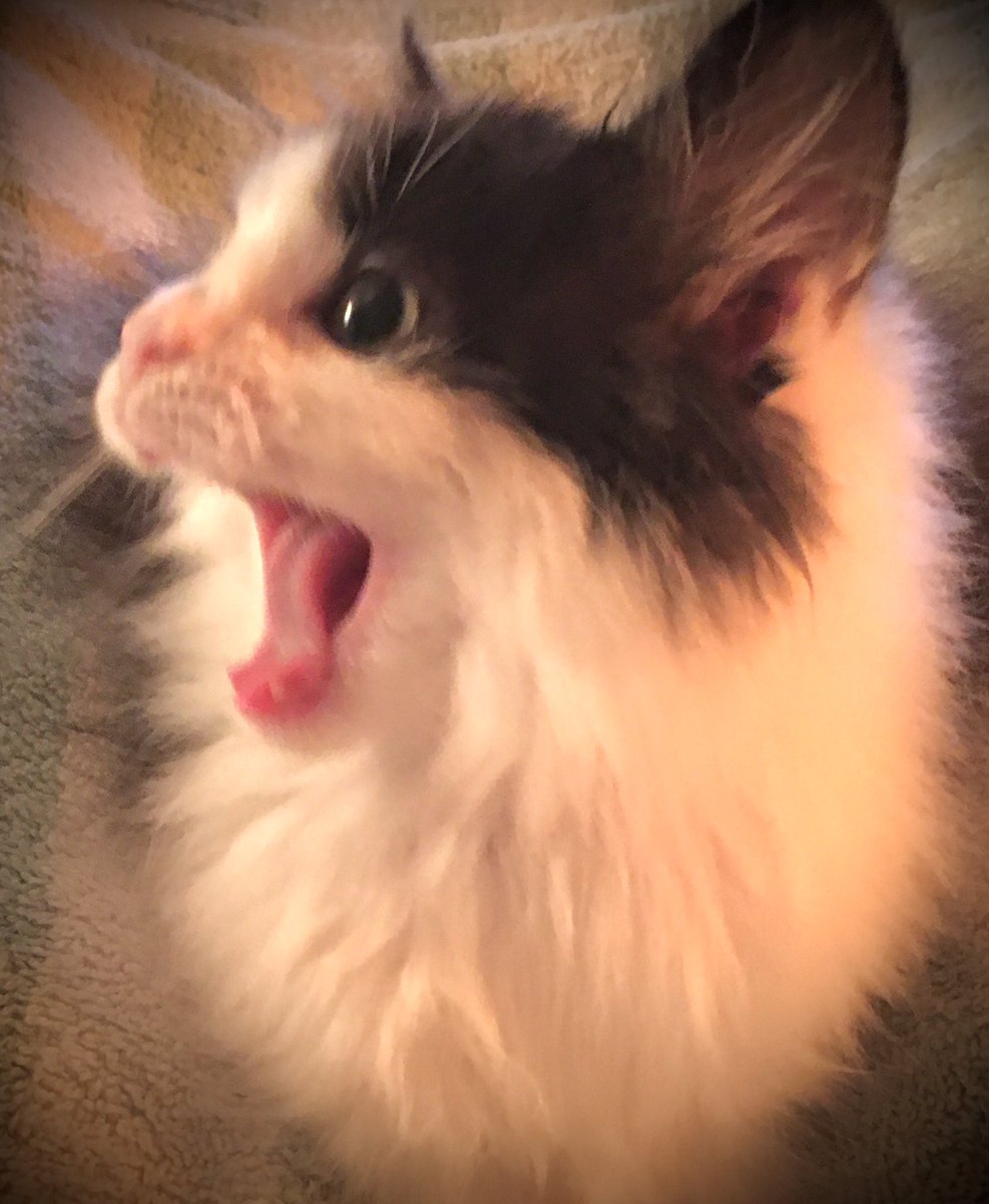 WildFlower_0121's tweet photo. Oh my goodness itβs #TongueOutTuesday πΈ
#RogerDodger #RogerAndOut https://t.co/kf8tPM61gV