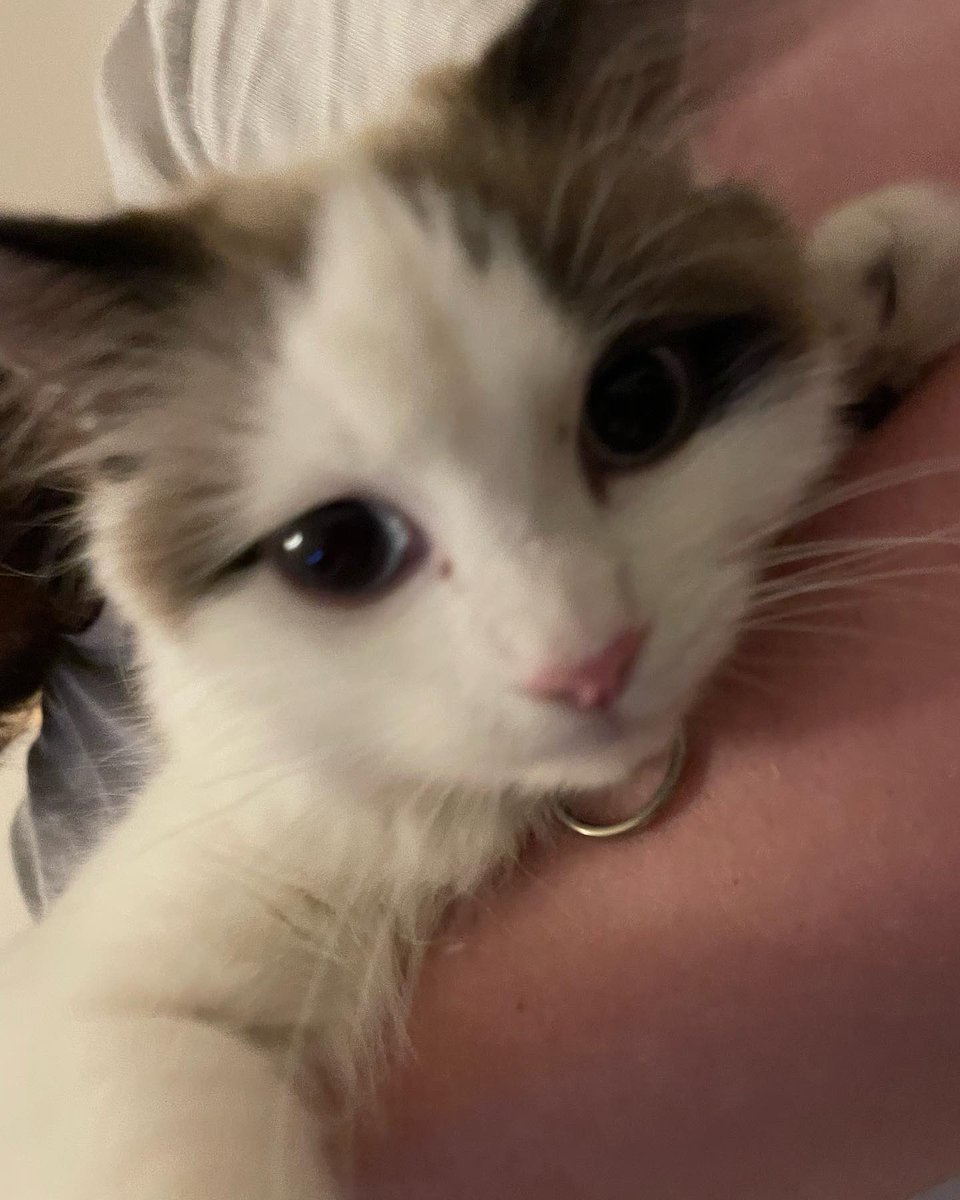mooniemoonkitty's tweet photo. I like cuddles with daddy! He gives me extra treats and cuddles! #CatsOfTwitter #catontwitter #kittenoftwitter #kittenontwitter #kittenoftheday #catoftheday https://t.co/AixFVI79rX