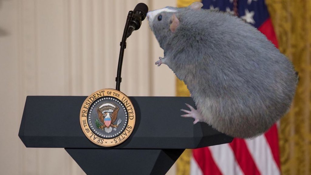 LegalizeRats's tweet photo. Retweet if you are team rat. 

This is serious. https://t.co/QWGTi3r5qj