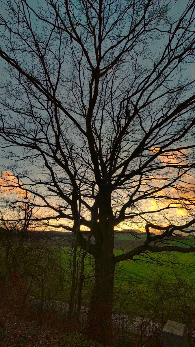 StephaneNature's tweet photo. Naked tree in winter sunset on #thicktrunktuesday waiting for spring time and #Peace๐ณ๐๐๏ธ๐ต๐
#Trees #TreeRide #TreeHike #Climate #Nature #MakeLoveNoWar #RussiaisATerroistState https://t.co/zTmTTbZkdr
