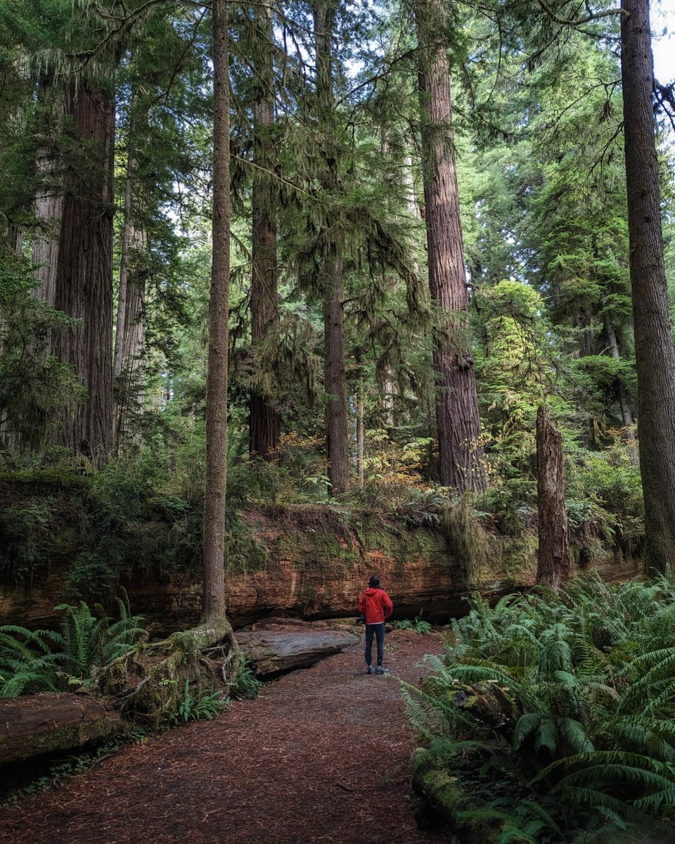 AllTrails's tweet photo. Among the giants🌲
Jedediah Smith Redwoods State Park has some of the largest trees in the world, with some standing over 350 feet 🤯 At 10,000 acres, this park has plenty of trails to explore and trees to peep.
📸 @hkasera
📍Simpson-Reed Trail, California
https://t.co/xfkim4S24a https://t.co/WONgyP183B