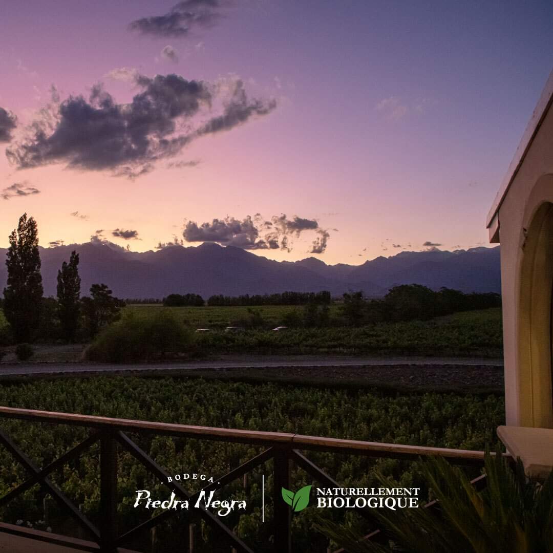 Somos afortunados de poder disfrutar los paisajes de Los Chacayes todos los días y queremos compartirlos contigo junto a una copa de nuestro vino.

#PiedraNegra #Turismo #Vino #Mendoza #Bodega #Lurton