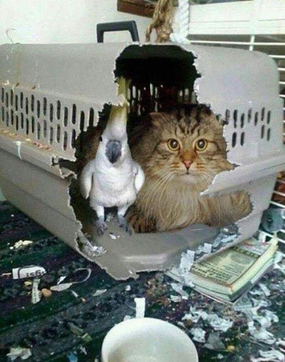 ThePhilosopurr's tweet photo. Um… the dog did it… we’re just as shocked as you are… https://t.co/ozAIfURmij