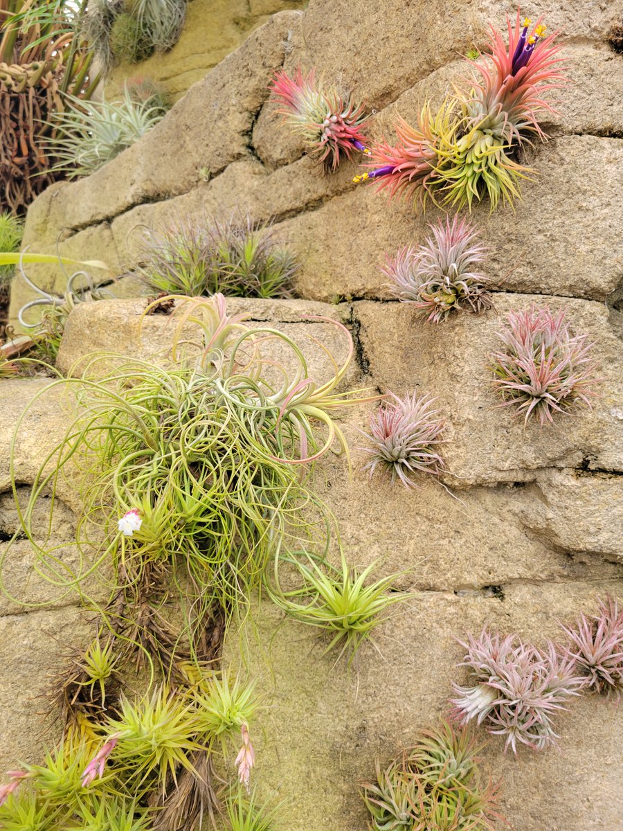 Rainforest Flora tweet media