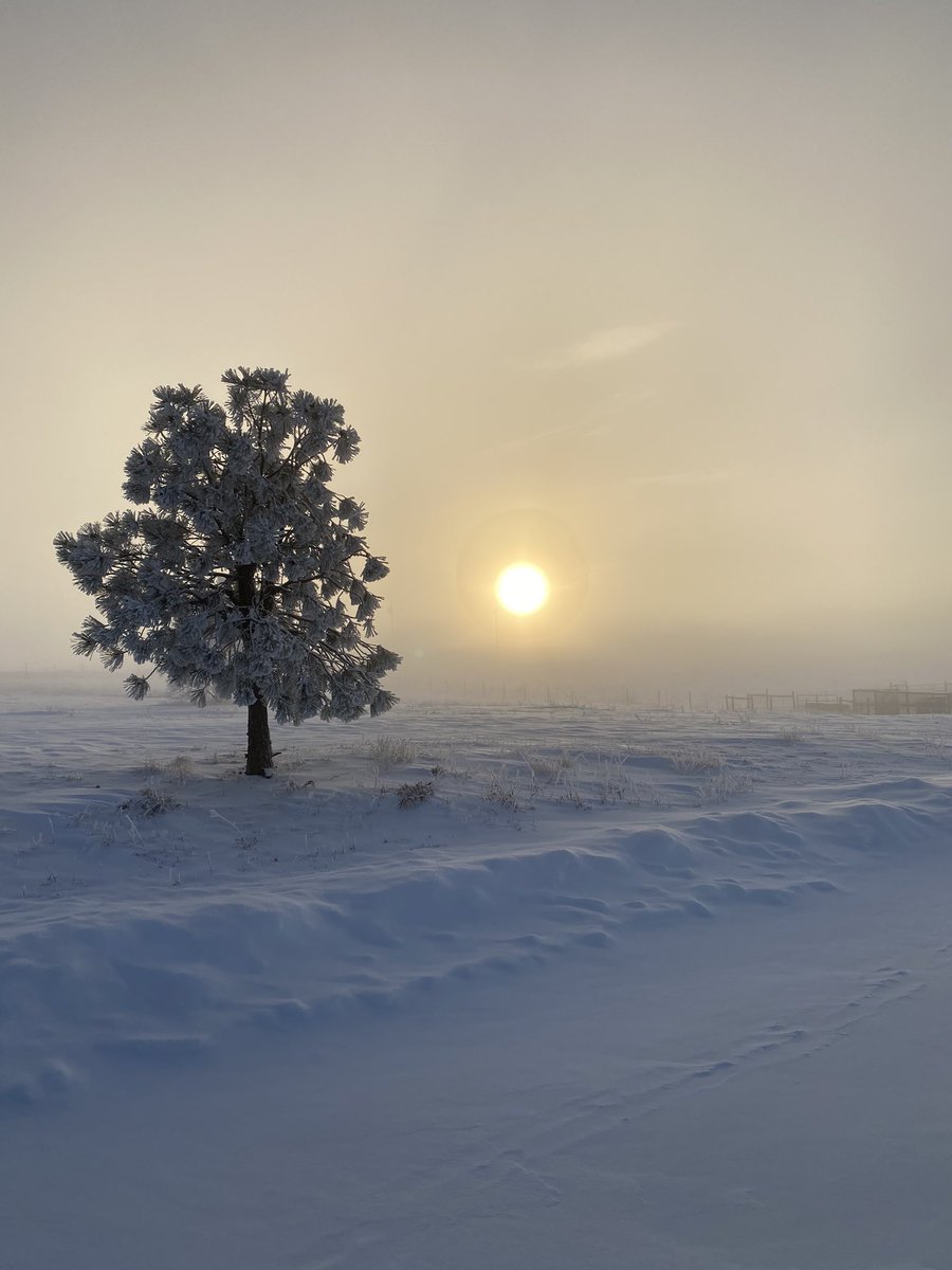 NickWisthoff's tweet photo. Cold out here today, but definitely pretty! 

#colorado #snow #landscape https://t.co/gMH7hcmuld