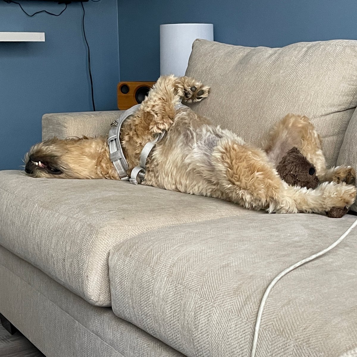 Happy Birthday 🎂 to #PHE pup, Benny! Benny belongs to our founder and is spending his 3rd birthday doing what he does best...napping! 🎉 #BirthdayBoy #HappyBarkDay