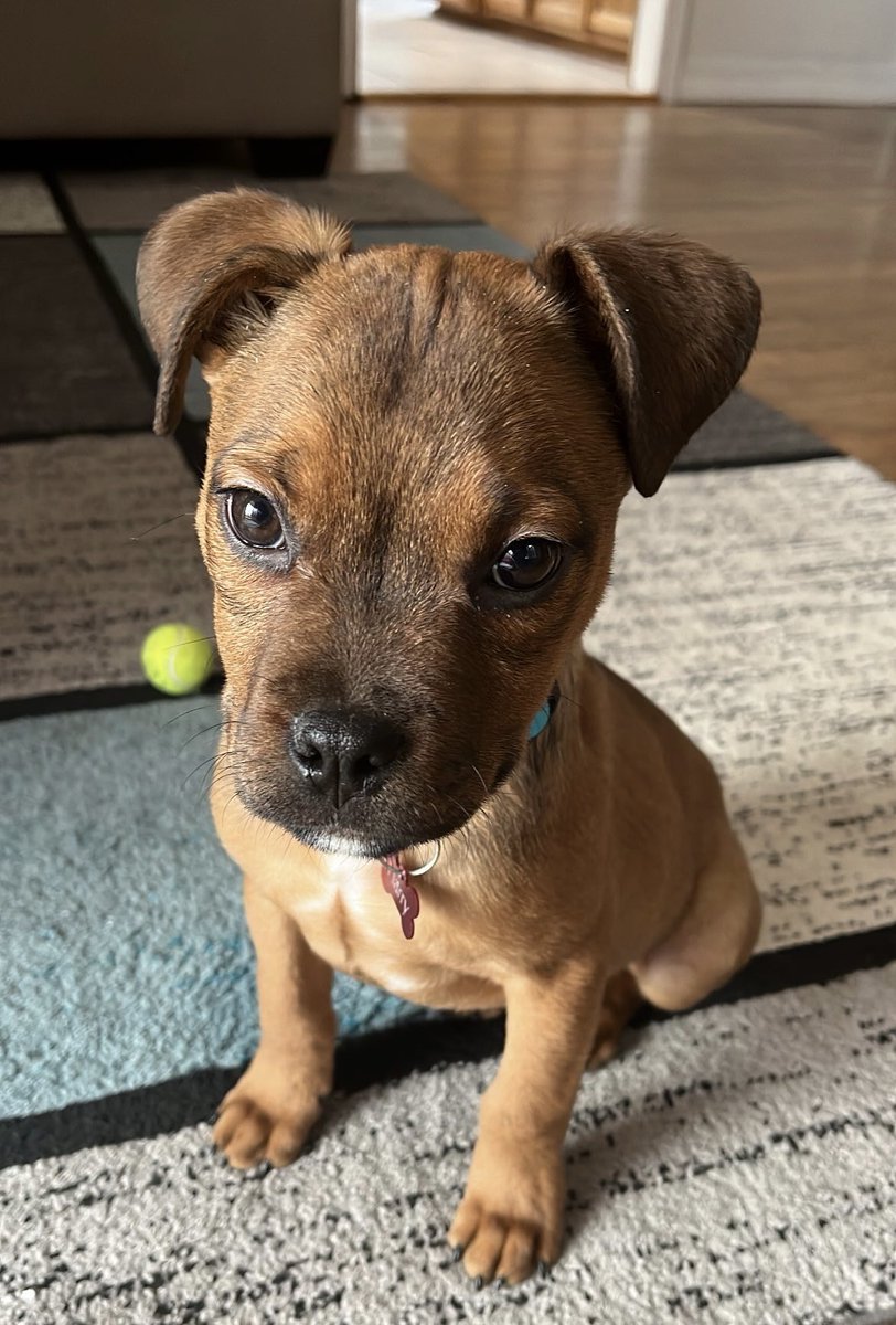 anne__rogers's tweet photo. New year, new pup! Everyone please meet Harry, he is perfect and we love him so much 🥹

Thanks @kcpetproject for helping us find our new family member! https://t.co/aI4mv5jEvV