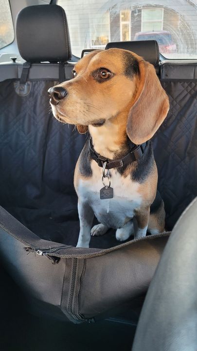 PetRecoveryYYC's tweet image. FOUND beagle type dog in #fishcreek. Now at Fishcreek Vet. If claiming have proof of ownership and photo ID. Pls rt share watch help for family awareness. facebook.com/20877396249912…