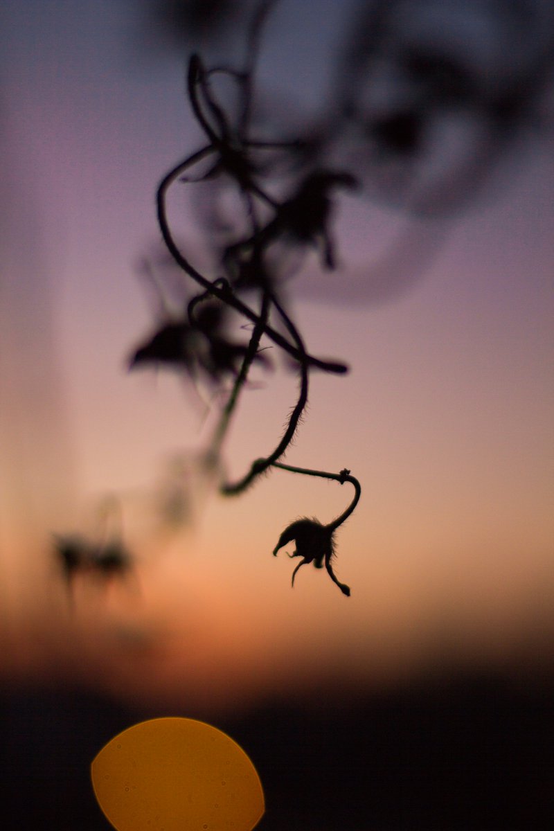 spike_0124's tweet photo. my first mint of the year, a photo from my balcony on the first sunrise of the year #nft #photez #plants #garden #sunrise #morningglory #gloriousmorning

https://t.co/NPs2mExiIH

5 $xtz 1 edition https://t.co/C28WRvrZCq