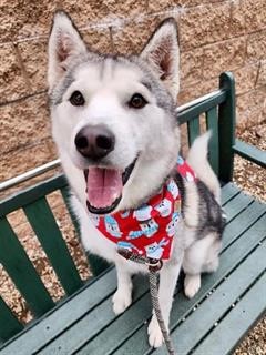 AgouraAnimals's tweet photo. Gatsby #5482636 Handsome Husky with us since August! 1 year old boy good with large dogs, middle school age kids and up. Playing fetch is him jam! We love him, please retweet our guy!
For more info please email agoura@animalcare.lacounty.gov https://t.co/R9o25jLxAD
