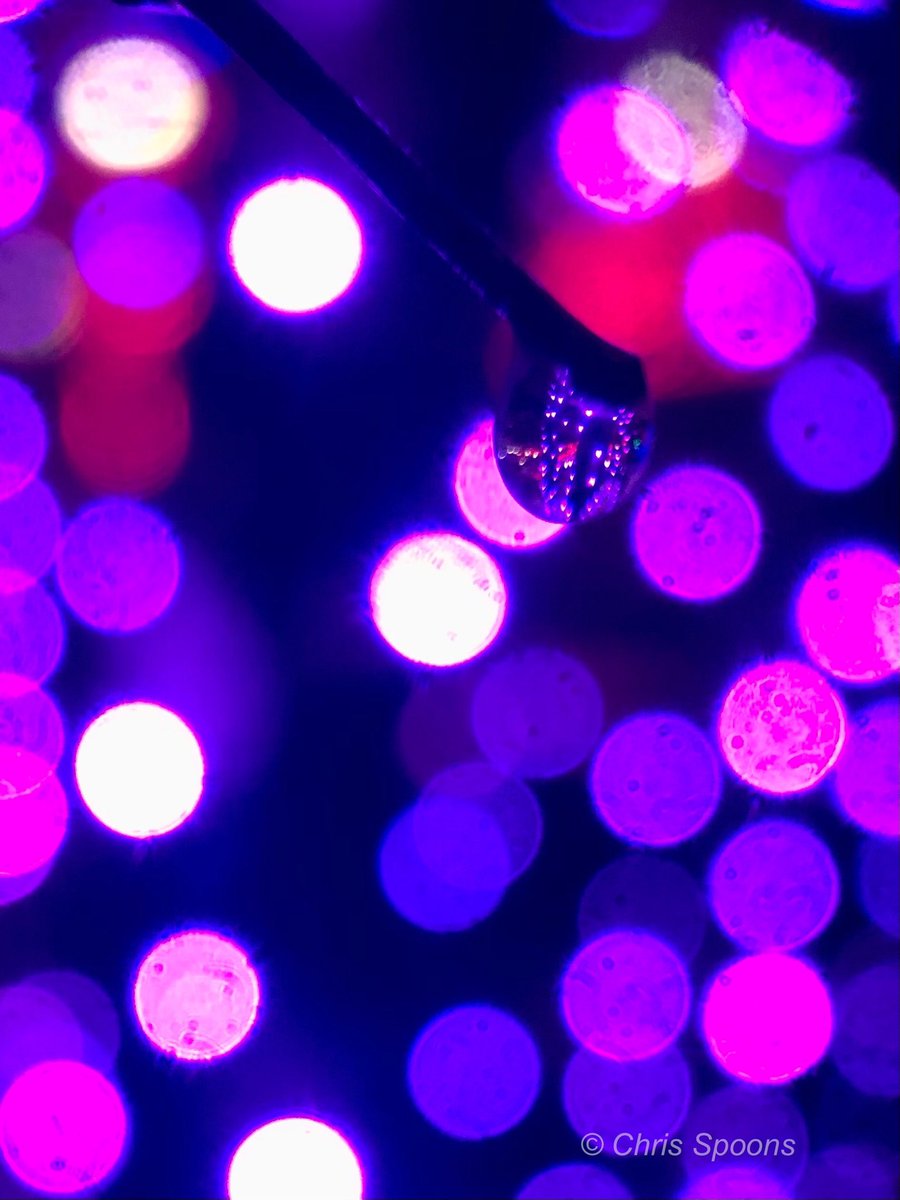 A tree with purple holiday lights reflected in a raindrop…in front of a tree with purple holiday lights!
💜💜💜💜

#holidaylights #purple  #NaturePhotography #TwitterNatureCommunity #MacroPhotography #ThePhotoHour <a href="/MacroHour/">#MacroHour 🌿</a> <a href="/EarthandClouds/">Earth and Clouds</a> <a href="/EarthandClouds2/">Earth and Clouds II</a> @LensAreLive