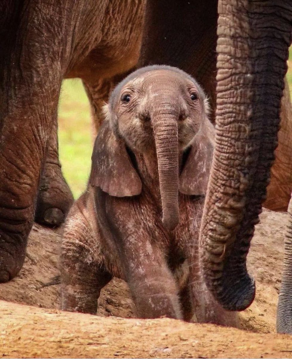 For those who know me…and for those who don’t, I just LOVE elephants ❤️❤️❤️ This one is just one day old 🥹🥹🥹😍🥰😍