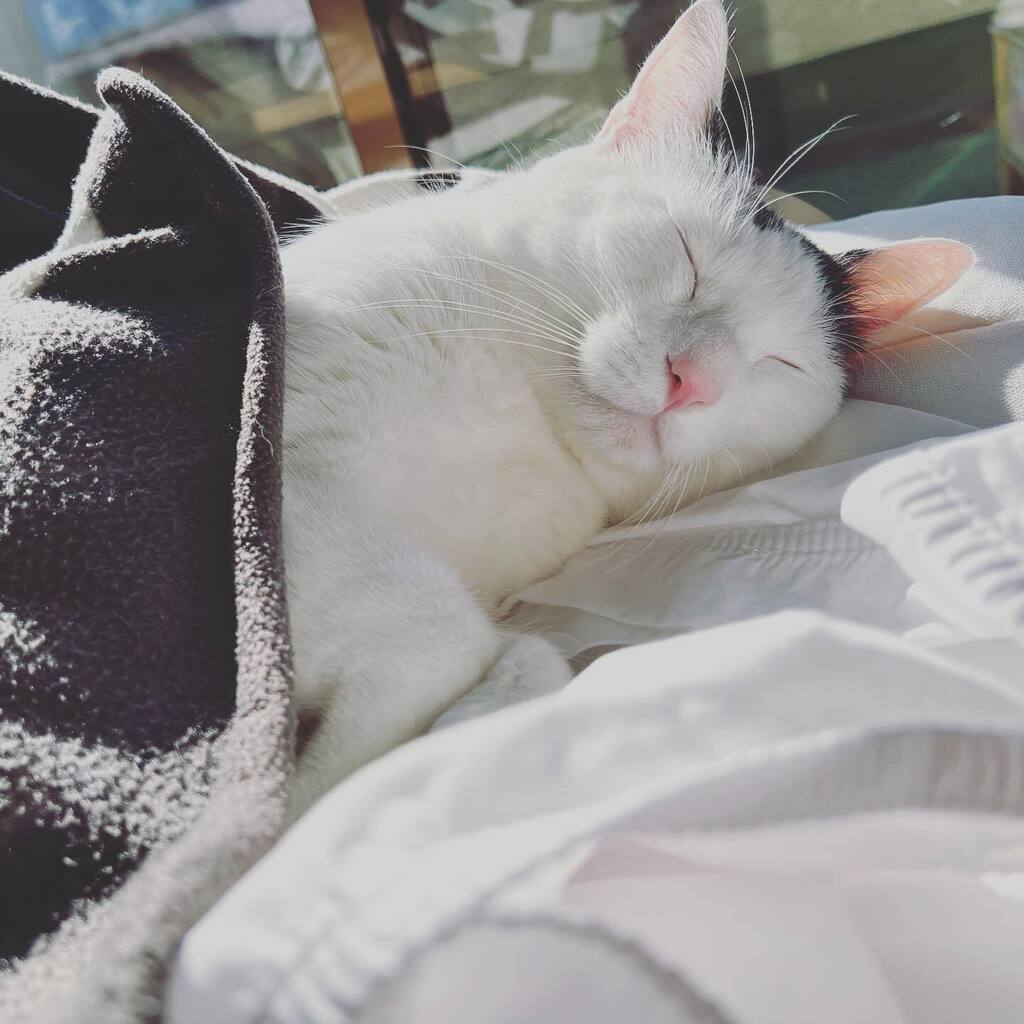 heikuro's tweet photo. 今年もよろしくお願いします
#ねこのきもち  #ねこすたぐらむ #猫のいる暮らし https://t.co/XDhSHKGoJu https://t.co/LdeZ8MXbAQ