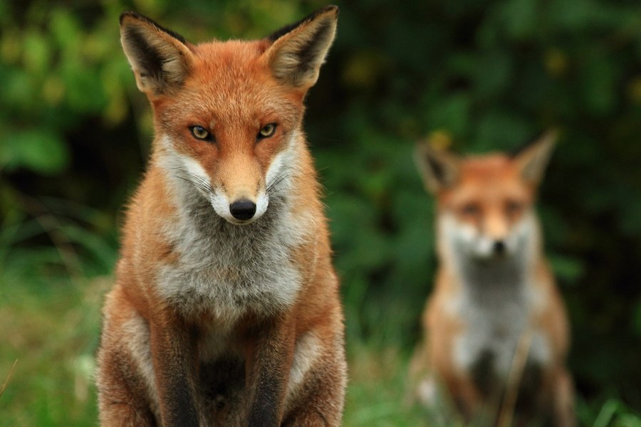 [🔗](api.tinyfox.dev/hourly/HourlyF…)