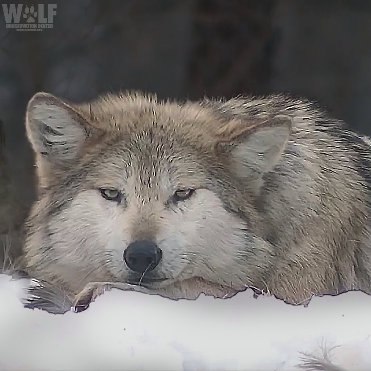 nywolforg tweet picture
