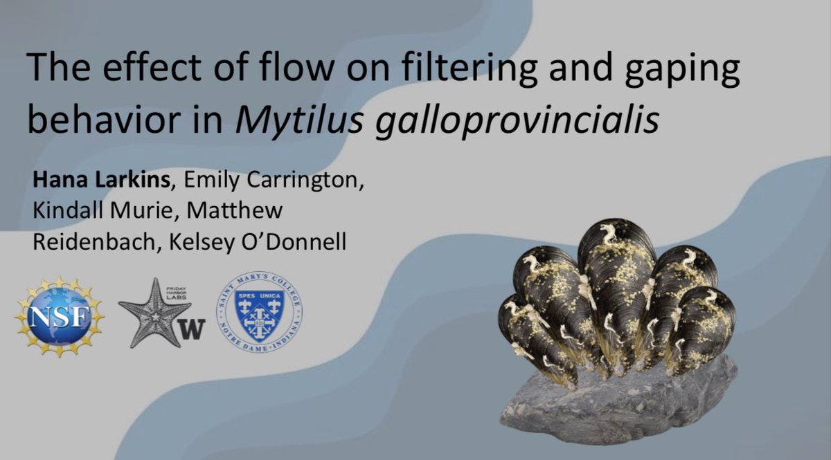 larkininthedeep's tweet photo. So excited to present my poster at #SICB2023 about mussels!

Poster session: Jan 5 @ 3:30 in the JW Grand Ballroom. Stop by to hear all about it! https://t.co/Pelq5w9aM1