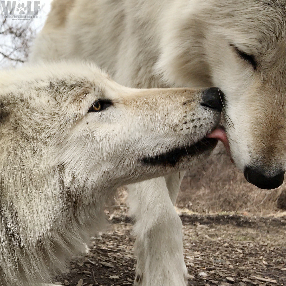 nywolforg tweet picture