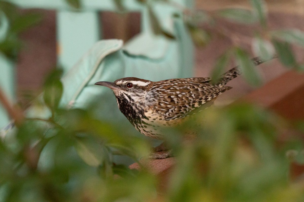 Mattbiggs's tweet photo. 😴💭: a road / cactus wren, portal, az https://t.co/T6LtKAyikp