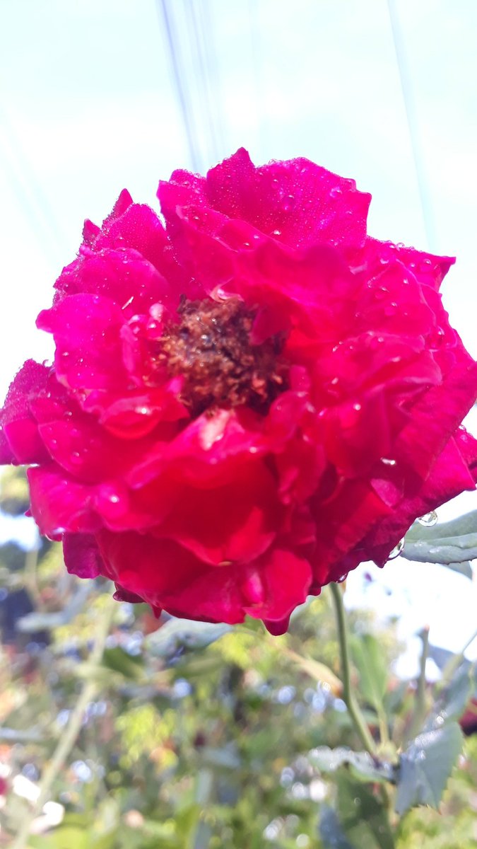 Swane47688833's tweet photo. #RoseWednesday #photography
#GoodMorningEveryone
#RosesCollection #MyGarden https://t.co/EwRKfdvbhM