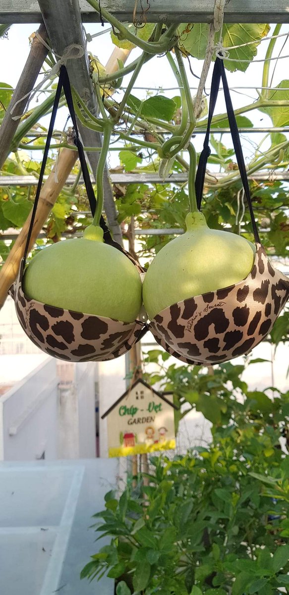 Chúc ngày mới an lành nha ae.
Bad đừng quên follow chéo nha.