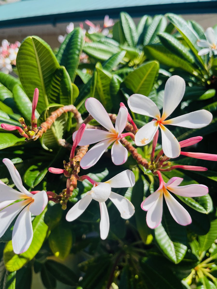 KingsShopsHI's tweet photo. #Aloha2023 ☀️  This year, we're taking more time to stop and smell the plumeria 💕

#VisitKingsShops #Waikoloa #Plumeria https://t.co/RAoS80U737