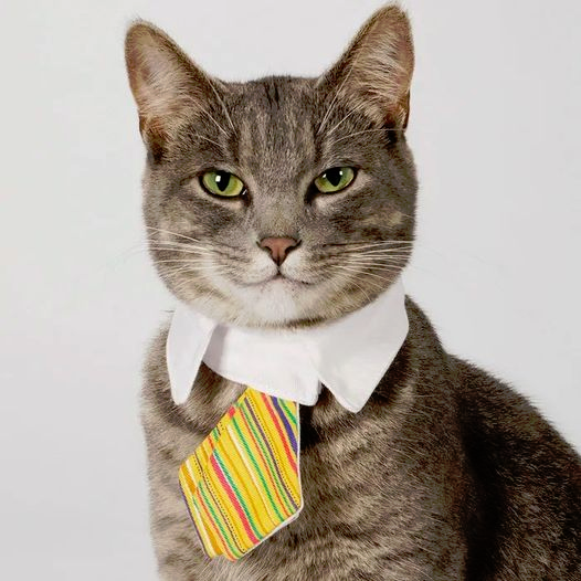 Just a reminder that there's nothing in the US Constitution that prevents a Cat from being Speaker of the House
