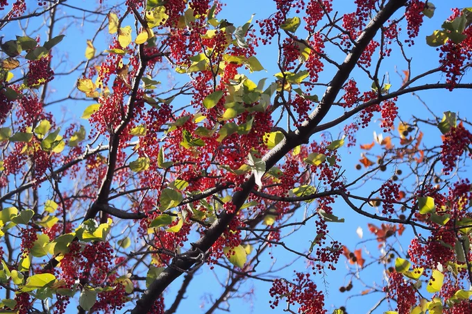 美しく結実したイイギリの実。大好きな木のひとつなのだが、東京の家の近所のものはほとんど伐られてしまって寂しい。庭木の維持も決して楽ではないので、お世話してる方がお年を召したり代替わりしてしまったりすると仕方がないのだけれども。1月4日、本日より平常営業。 