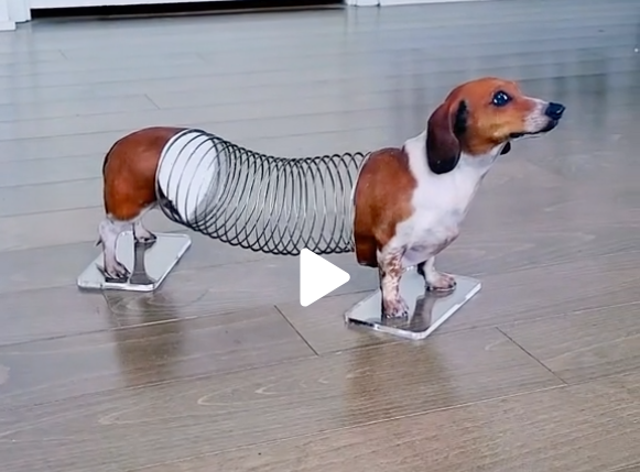 ObjexUnlimited's tweet photo. How do you get 10million views on Tiktok?
Turns out you need to turn a wiener dog in a slinky dog. 
Checkout the entire process as @TheDanocracy turns Charlie into a Slink lookalike with a little help from @objexunlimited @selftraits :
https://t.co/vh2I5S09LJ
#3dscanning #3dp #3d https://t.co/OEsUtaFuQf