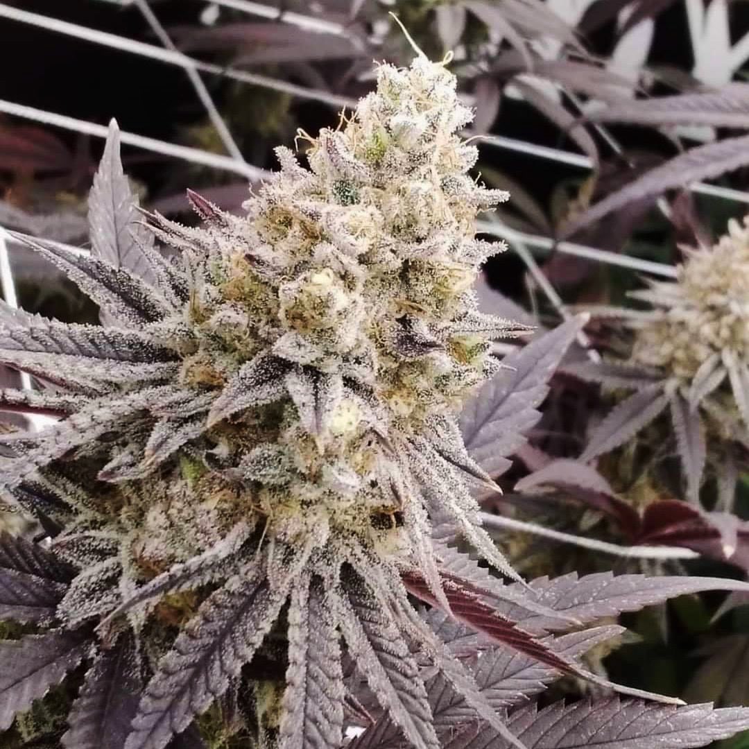_StonersRUs_'s tweet photo. Rock City Grapes 🍇🔥🍃 https://t.co/lQSSBLkER7