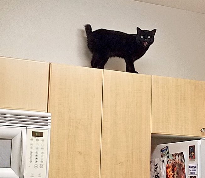 URGENT REQUEST 

lemme see ur cats being weird little voids plz 

🖤