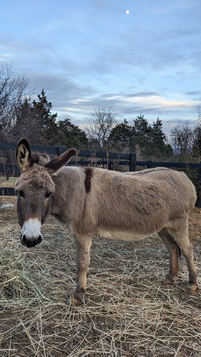 This Zoe, a #MiniatureDonkey. Her companion of a decade+ died today. We've decided she needs another miniature donkey, pony, or #MiniatureHorse so there's a herd. She lives in the #ShenandoahValley. If you know of a possible companion, please contact me.