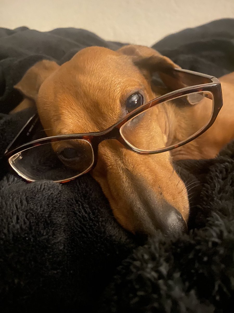 TheDobey's tweet image. Looking at the New Year 👓 like BRING IT ON! 🙌🏼.  Cheers to 2023 🎉 my PAWsome pals! ❤️ #parkersplayground #cheersto2023 #bringonthenewyear #pawsomepals #PawsUp 🐾