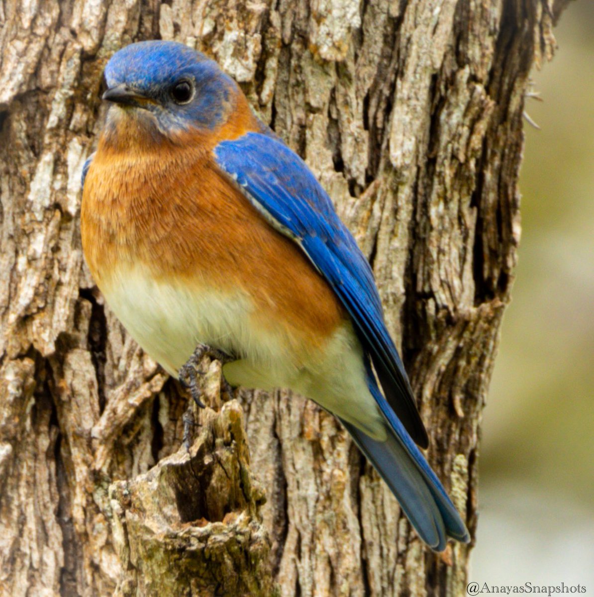 #birdsofinstagram #birdsonearth #bluebird #colorfulbirds #texasbirds #southtexas